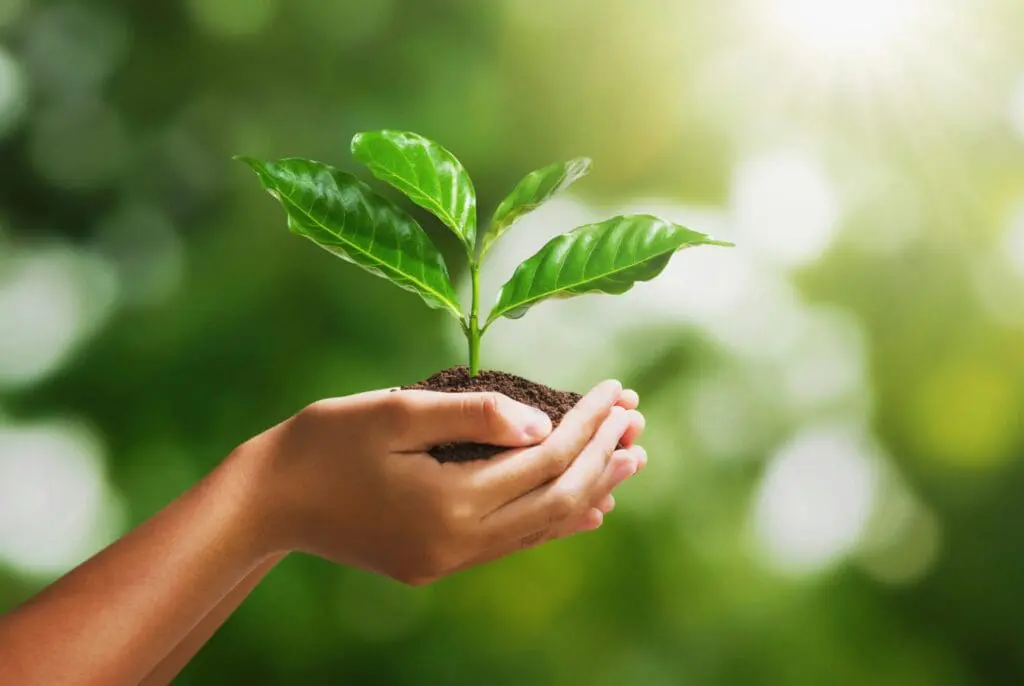 Hand holding plant