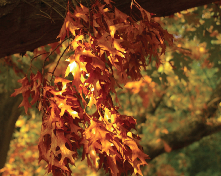 Image: Orange autumn leaves in the sunlight.