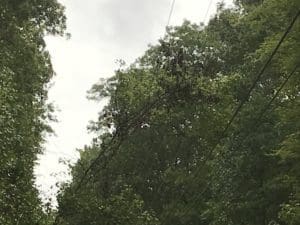 A tree on a line near Union Grove resulting in an outage during Hurricane Florence