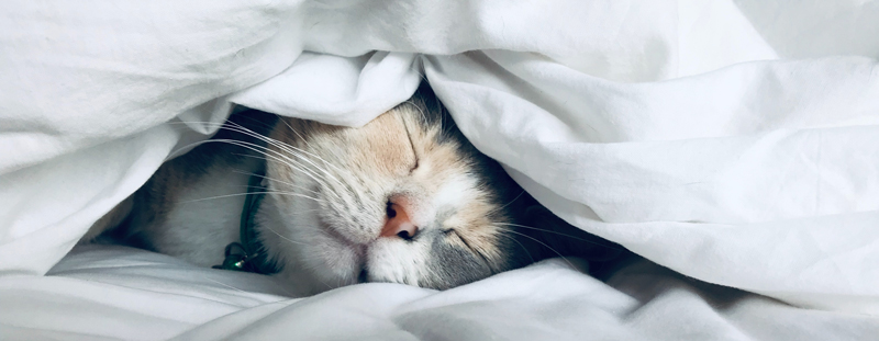 cat under blankets