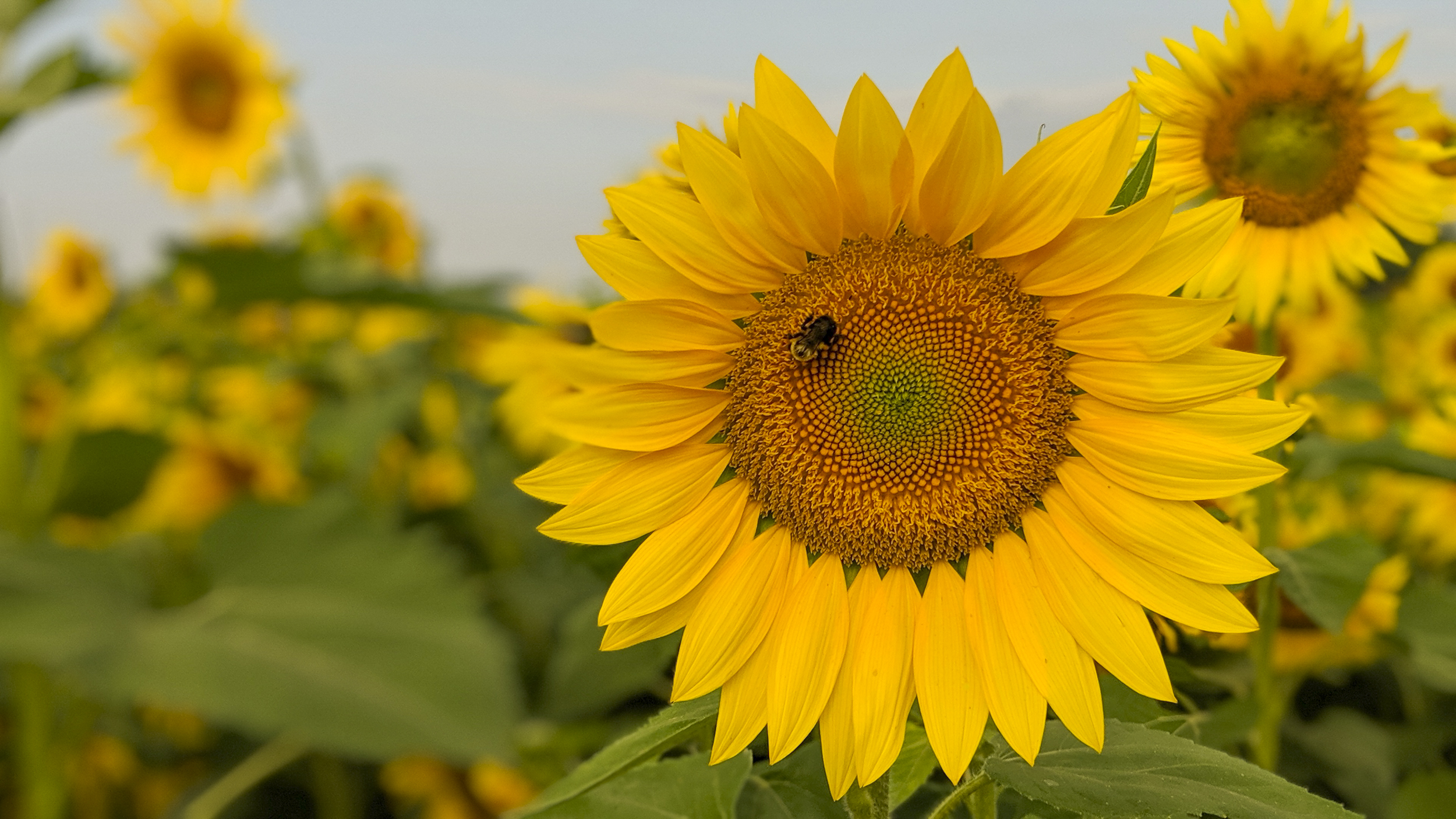 NCDOT: Wildflower Program